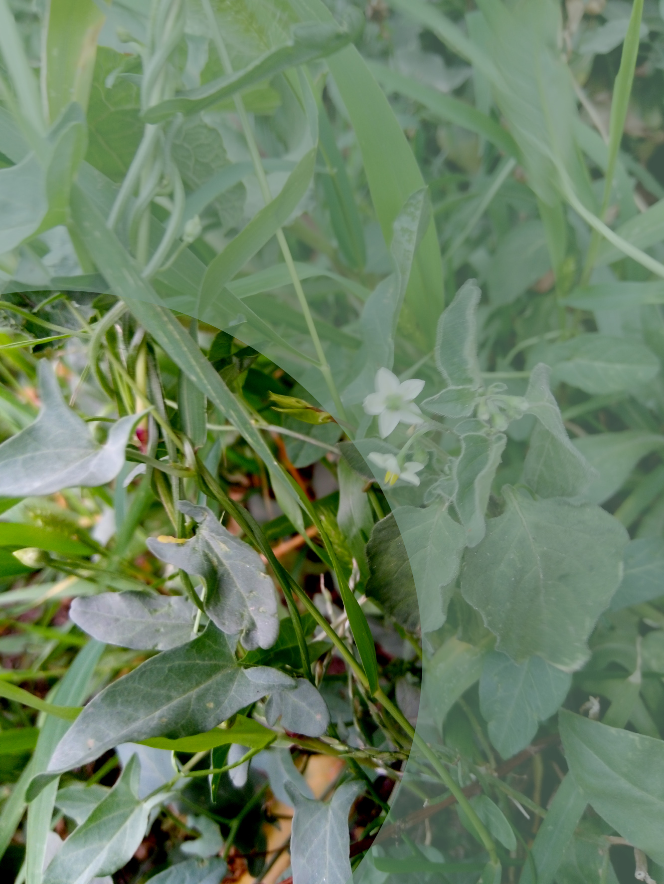 CONVOLVULUS ARVENSIS - convolvolo